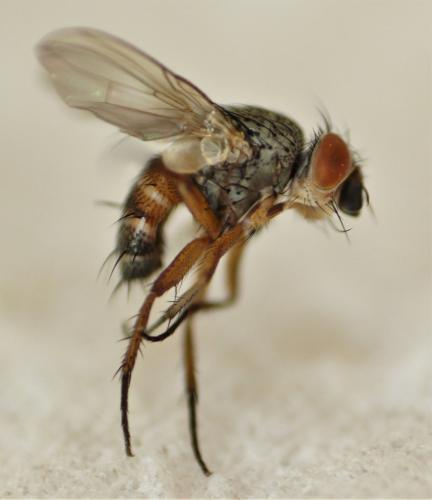 Ceranthia abdominalis